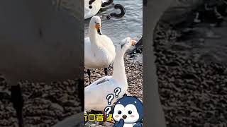 Domestic Duck vs Whooper Swan lovelyanimals entertainment viralreels [upl. by Yemarej]