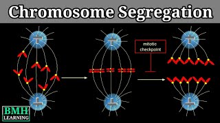 Chromosome Segregation [upl. by Gniw]