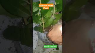 Vernonia parda plant houseplant outdoor plant [upl. by Yerot]