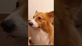 My weird coquettish puppy Corgi cute pet debut plan cute pet daily record the dog’s thoughts a [upl. by Notsla702]