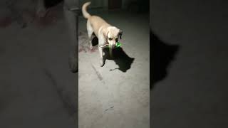 PET DOG LABRADOR PLAYING BALL WITH ME AT NIGHT dog labrador youtubeshorts shortvideo [upl. by Farlay92]