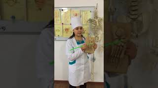 Анатомия Остеология Аяқ ұшы сүйектері Tarsus Metatarsus Phalanges digitorum pedis [upl. by Everard]