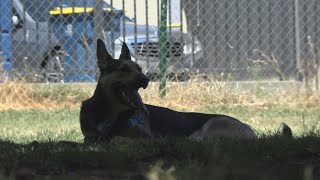 Future of offleash dog park dividing Sacramento neighborhood [upl. by Gilman770]