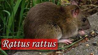 Rattus rattus  Especie invasora [upl. by Harrod635]