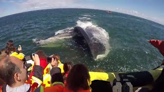 Voici ce qui arrive quand une baleine mange  celleci a choqué tout le monde an avalant un homme [upl. by Tavi]