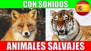 ANIMALES SALVAJES para Niños Pequeños en Español  Sonidos y Nombres  Video Educativo [upl. by Cynthla]