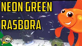 How to Care for Neon Green Rasboras Microdevario kubotai  Microrasbora Kubotai [upl. by Ayn]