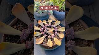 Succulent LEAF Propagation CHALLENGE Can You Grow 5 Plants in 5 Weeks [upl. by Yeclehc]