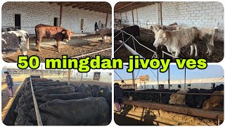 50 ming jivoy ves 220 kg dan 600 kg gacha AngusGrefort Aulikollar 17 ноября 2024 г [upl. by Lorimer]