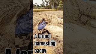 A farmer harvesting paddyAmazing World Views [upl. by Carmelia390]