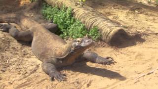 The Antibiotic Hunters  Sneak Peek  Komodo dragon [upl. by Tilly]