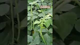 Cowpea Kanakam ravihybridseeds [upl. by Hendricks]