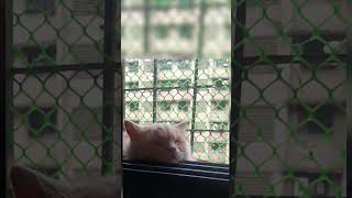 part 3 Whats My Little Cat Reaction Small To Bog Cat Reaction lyrics music nadaniyaan [upl. by Eaner]