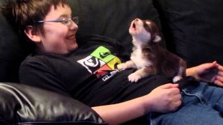 BelkaAlaskan MalamuteSiberian Huskyour 20 day old pup howling [upl. by Ahseiyk]