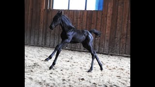 10 days old Friesian horse filly Jildou at the inside arena so cute [upl. by Girvin]