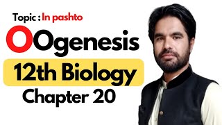 Oogenesis  Class 12th Biology  Chapter 20 [upl. by Trah360]