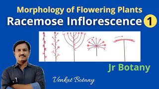 Racemose Inflorescence 1  Morphology of flowering Plants  Jr Botany [upl. by Narret]