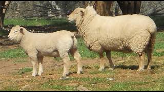 Vortex Charollais Sheep [upl. by Trefor]