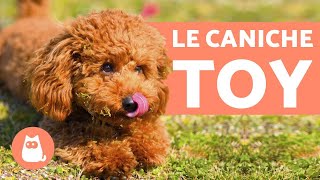 LE CANICHE TOY  Caractère caractéristiques et soins [upl. by Ainex]