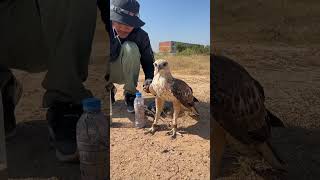 How amazing of hawk eagleeagle shortvideo training fbreels video [upl. by Tsirhc]