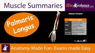 Palmaris Longus  Muscle Summary [upl. by Girardo]