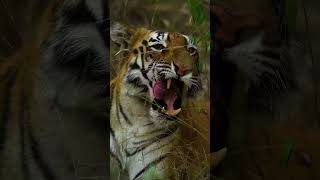 Attitude Tiger trending shorts shortvideo youtubeshorts youtube youtuneshorts [upl. by Muna]