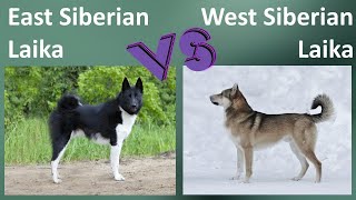 East Siberian Laika VS West Siberian Laika  Breed Comparison  Differences [upl. by Hebert]