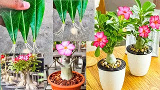 HOW TO GROW ADENIUM PLANT WITH LEAVES  ADENIUM Plant Care ADENIUM Grow by cuttingsADENIUM Seeds [upl. by Kussell]