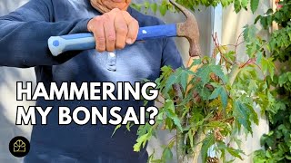 How to Turn Nursery Maple Trees into Bonsai [upl. by Ailsa]