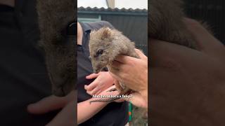 Brenda The Longnosed Potoroo [upl. by Alodie]