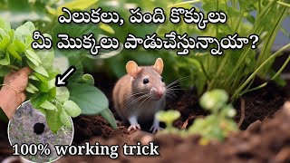 how to get rid of rats in garden in telugu  rats control [upl. by Bradski216]