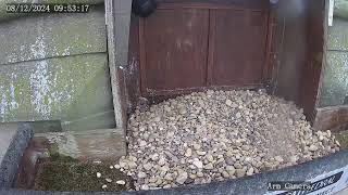 The Wakefield Peregrine Project  Live Nest Box Cam [upl. by Yesnnyl276]