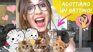 ADOTTIAMO UN GATTINO cuccioli cercano casa🏡🐱 [upl. by Yunfei]