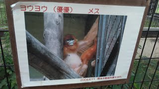 キンシコウ（ヨウヨウ♀）＠熊本市動植物園20240704 [upl. by Massingill]