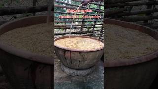 How to make parboiled rice from paddy viralvideo shortvideo proses youtubeshortvideo viral [upl. by Carper29]