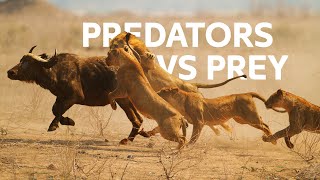 Lions Vs Buffalo Apex Predators Hunt Buffalo For Survival  Wildlife Documentary [upl. by Narayan993]