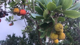 Strawberry tree  Arbutus Unedo  these grow like weeds in the Mediterranean [upl. by Loftis303]