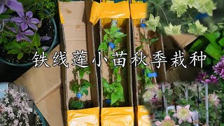 铁线莲小苗秋季栽种 [upl. by Phyllis]