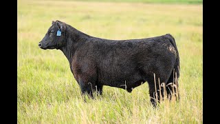 Reimann Pasture Sale 2024  Tag 28 [upl. by Jasun]