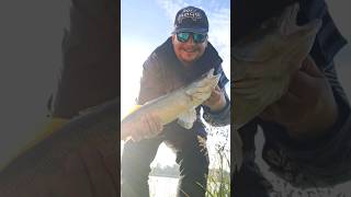 snoekbaars vangen op doodaas zander weslixfishing snoekbaars [upl. by Faydra]