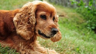 Understanding the Differences Between American and English Cocker Spaniels [upl. by Zohar845]