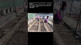 Rabi Season Rapeseed Mustard experiment sowing 202425 [upl. by Lisabet]