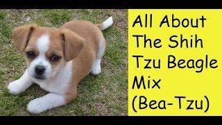 All About The Shih Tzu Beagle Mix BeaTzu [upl. by Kent]