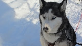 Balade en chiens de traîneaux  Faut Pas Rêver en Laponie extrait [upl. by Edmea]