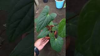 anthurium plants kupinggajah forsale petani music viralvideo reels fyp [upl. by Rhodes]