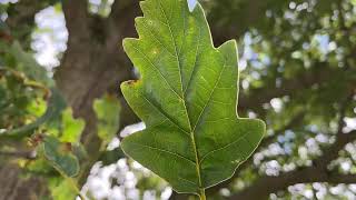 Sessile oak  leaf  July 2024 [upl. by Niwrek]