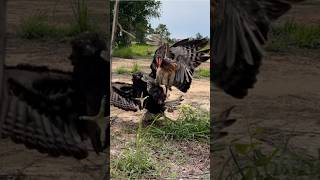 Black Changeable Hawk Eagle trying hunt hen is walking on the ground for it’s food without mercy [upl. by Anuahsal]