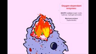 USMLE Animated Immunology  Phagocytosis amp Chronic Granulomatous Disease [upl. by Lodmilla]