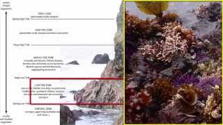 Benthos Intertidal Zone [upl. by Vola]