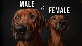 Male vs Female Rhodesian Ridgeback Which One Should You Get [upl. by Nettirb]